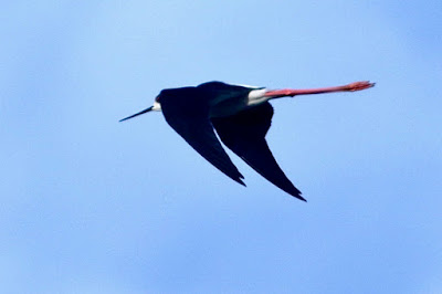 Black-winged Stilt