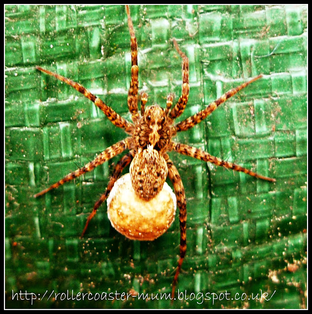 garden spider