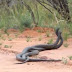 COBRAS VENENOSAS SÃO FLAGRADAS EM INTENSA 'BATALHA DO AMOR'; VEJA VÍDEO