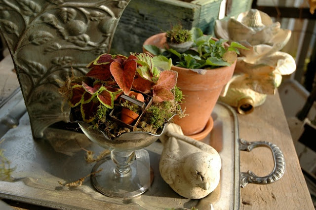 Vasos são transformados em mini jardins