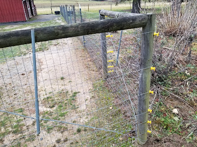 Bear damaged fence around donkey paddock