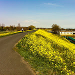 カラシナ咲くサイクリングロード