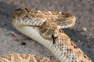 Rattle Snakes Wallpapers