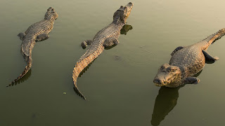 cocodrilos en la natureleza