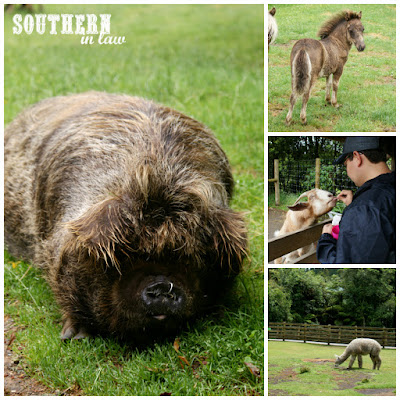 Feeding Farm Animals at Paradise Valley Springs Wildlife Park Rotorua New Zealand