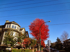 Red foliage, blue sky, Vancouver