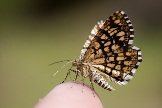 Para ampliar Semiothisa (Chiasmia) clathrata (Linnaeus, 1758) hacer clic