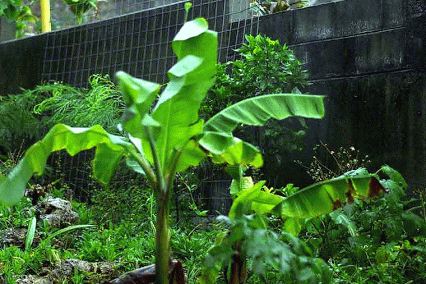 motion GIF of banana tree during typhoon