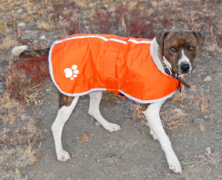 Zack & Zoey Nor'easter Dog Blanket Coat modeled