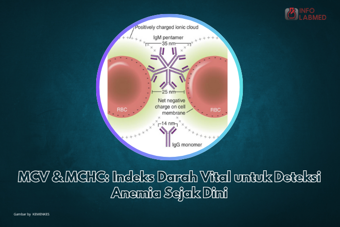MCV & MCHC: Indeks Darah Vital untuk Deteksi Anemia Sejak Dini