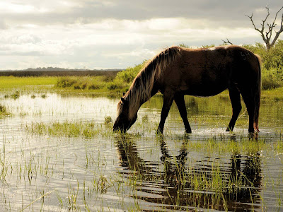 Horse in Water Standard Resolution Wallpaper