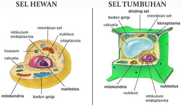 Bagian - Bagian Sel Hewan dan Tumbuhan