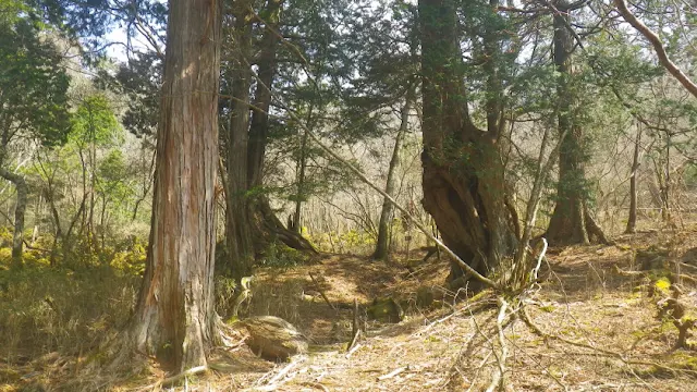 奥白髪山 八反奈路 ヒノキ四天王