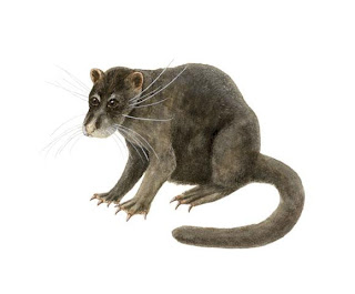 Sunda Otter Civet