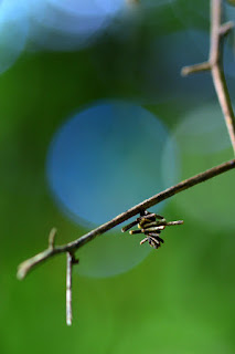 bagworm