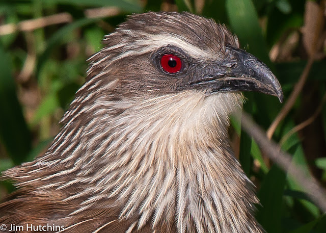 White-browed Coucal africa kenya kicheche maasai