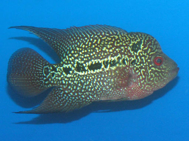 Flowerhorn The Hybrid Cichlids Thai Kamfamalau