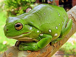 Teratak sari istana: CERITA KATAK DENGAN NABI DAUD A.S