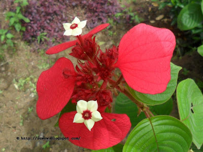 Mussaenda erythrophylla