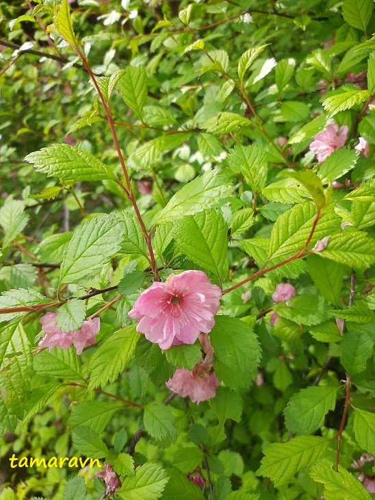 Миндаль трёхлопастный / Луизеания трёхлопастная (Prunus triloba)