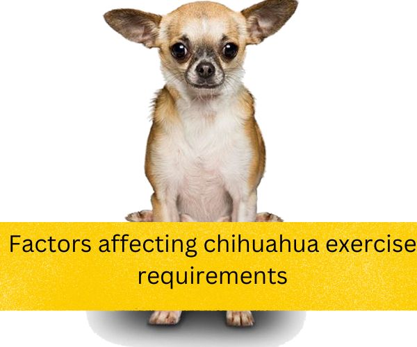 chihuahua dos and don'ts,  can a chihuahua walk 5 miles,  how to take care of a chihuahua puppy,  how often should i take my chihuahua out to pee,  how far can a chihuahua walk,  walking chihuahua in winter,  how much exercise does a teacup chihuahua need