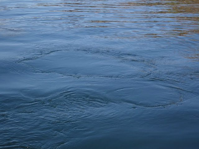 ripples from manatee tail