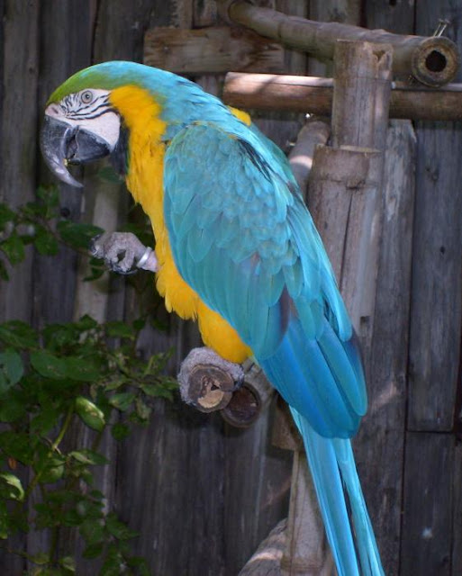 The Blue Macaw Bird