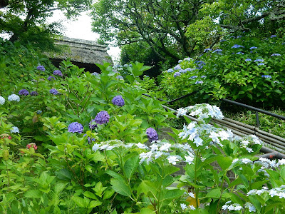[最も選択された] 東 慶寺 あじさい 265082-東慶寺 あじさい