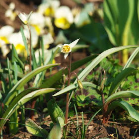 Blomster i hvide og cremede farver. Botanisk tulipan, Tulipa turkestanica og hornvioler