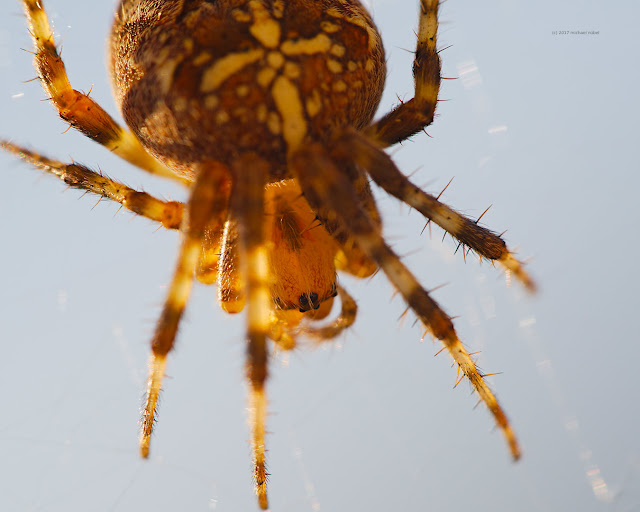 Gartenkreuzspinne kopf Augen