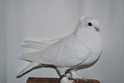 Seraphim Pigeon