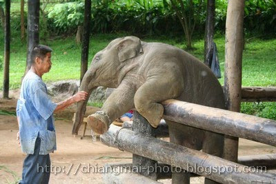 Breeding elephants 