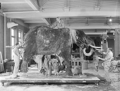Museum staff mounting Elephant