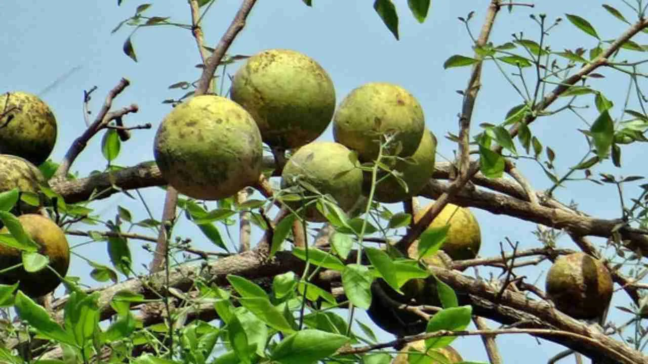 বেল পাতার অপকারিতা, বেল পাতার রস খেলে কি ক্ষতি হয়, বেল পাতা খাওয়ার উপকারিতা ও অপকারিতা, বেল উপকারিতা, বেল পাতার বিস্তৃতি, বেল গাছের বৈশিষ্ট্য, বেল পাতার বিজ্ঞানসম্মত নাম, বেল পাতার আকৃতি,