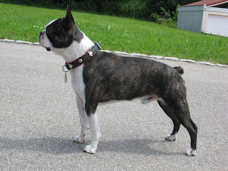 Boston Terrier-pets-dogs-dog breeds