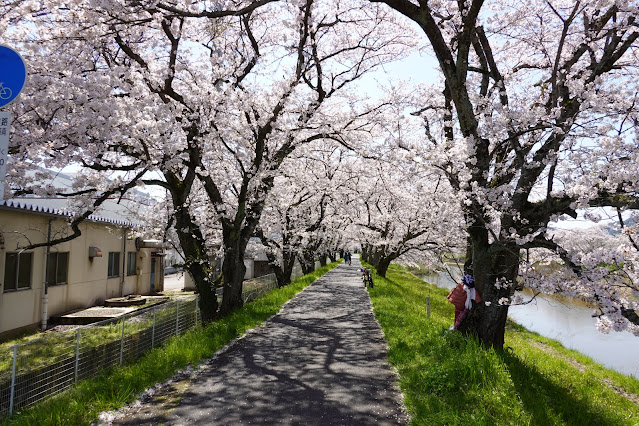 法勝寺川桜並木道　ソメイヨシノ桜