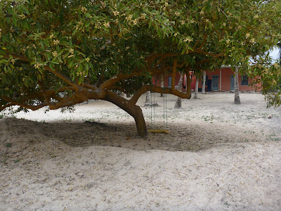 Avicennia germinans - Black Mangrove, Puerto Villamil, Isabela Island, Galápagos