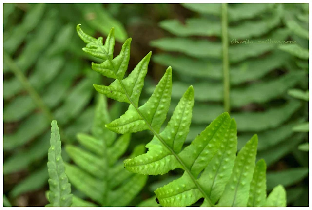 paprotka zwyczajna Polypodium vulgare