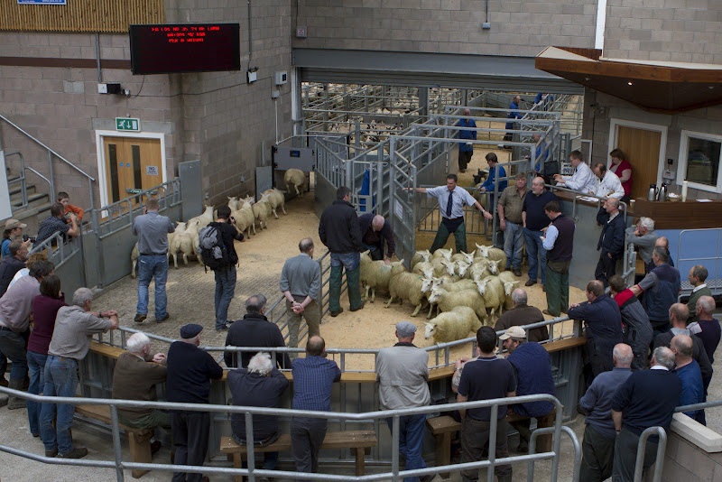 Stirling Sheep Auction, Scotland title=