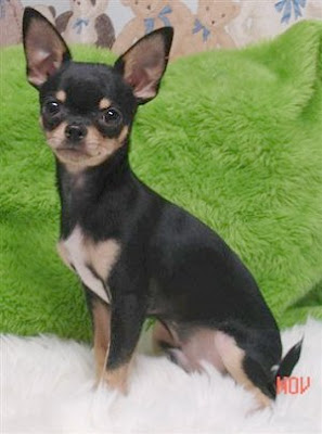 Chihuahua Toy Dog Breed Cute Pictures Animal Photos