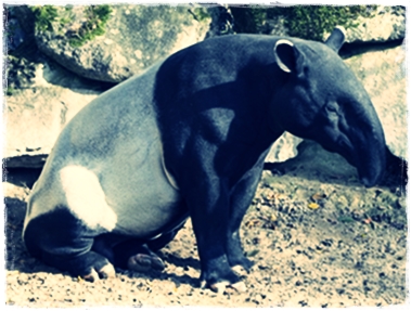 12 Ciri Ciri  Tapir Asia dan Habitatnya   Khusus  