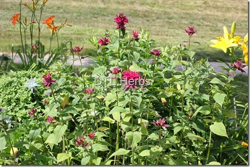 dtl herbs