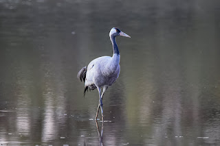 grulla-comun-grus-grus-caminando-