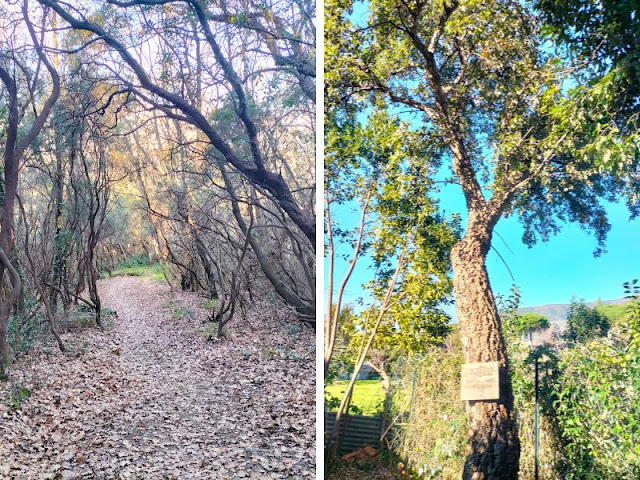 lecceta albero sughero sentiero sestri levante