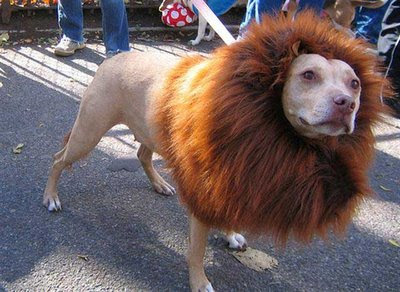 Lion or a Dog