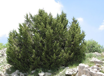 Juniperus drupacea - Syrian Juniper care and cultivation