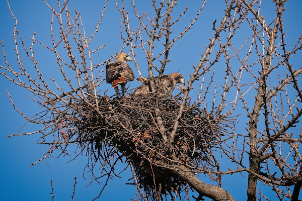 Christo and Amelia on their nest.