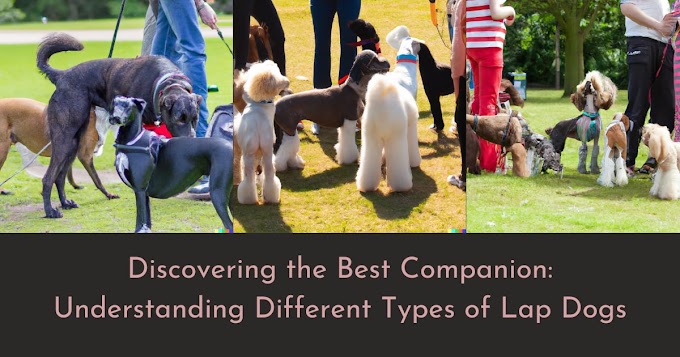 Discovering the Best Companion: Understanding Different Types of Lap Dogs