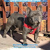 ❤ The BEST Muy Bello Bulldog Frances Blue Macho Novio Para Tu Perrita - ★ 2020