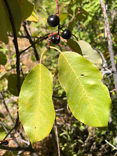 Prunus virginiana